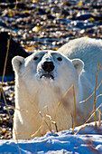 Eisbär (Ursa maritimus) auf Eis und Schnee in der subarktischen Hudson Bay, Churchill, MB, Kanada