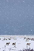 Caribous in winter landscape