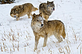 Alpha female Gray Wolf (Canis lupus) Grey Wolf with subordinate males, Montana, USA.