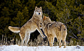 Alpha female Gray Wolf (Canis lupus) Grey Wolf teasing dance with beta male in fresh falling snow, Montana, USA.