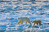 Eisbär (Ursa maritimus) auf subarktischem Eis und Schnee in der Hudson Bay, Churchill, MB, Kanada