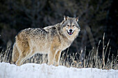 Male Gray Wolf (Canis lupus) Grey Wolf Portrait in fresh falling snow, Montana, USA.