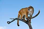 Mountain Lions in the mountains of Montana, United States