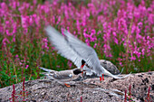 Küstenseeschwalbe (Sterna paradisaea) in der Hudson Bay, Churchill, Manitoba, Kanada. Küstenseeschwalben nisten häufig in Nord-Manitoba, Nunavut und den Nordwest-Territorien. Sie verteidigen ihre Nester und Jungen sehr aggressiv gegen alle Raubtiere und Bedrohungen, einschließlich des Menschen.