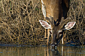White-tailed Deer (Odocoileus virginianus) drinking water, Texas.