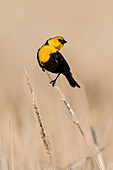 Gelbkopf-Amsel (Xanthocephalus xanthocephalus) bei der Balz auf einem Rohrkolben (Typha latifolia).