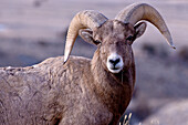 Bighorn Sheep (Ovis canadensis) young ram portrait near Yellowstone National Park, Wyoming, USA