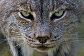 Canadian Lynx (Lynx Canadensis) with wary stare, Assiniboine Park Zoo, Winnipeg, MB, Canada