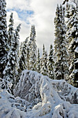 Neuschnee im borealen Wald, Nord-Manitoba, MB, Kanada