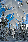 Fresh snow in boreal forest, Northern Manitoba, MB, Canada