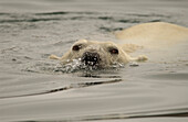 Alter männlicher Eisbär im Wasser der Wager Bay, der als Drohgebärde Seifenblasen auf ein Boot bläst, in der Nähe der Hudson Bay, Churchill, Manitoba, Nordkanada