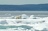 Eisbärenmutter (ursus maritimus) mit Jungen auf dem Eis in der subarktischen Wager Bay nahe der Hudson Bay, Churchill-Gebiet, Manitoba, Nordkanada