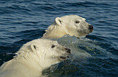 Eisbärenmutter (ursus maritimus) mit Jungtier im Wasser in der subarktischen Wager Bay nahe der Hudson Bay, Churchill-Gebiet, Manitoba, Nordkanada