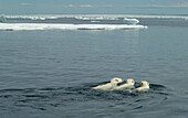 Mother Polar Bear (ursus maritimus) with cubs in water in sub-arctic Wager Bay near Hudson Bay, Churchill area, Manitoba, Northern Canada.