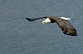 Ausgewachsener Weißkopfseeadler (Haliaeetus leucocephalus) fliegt und schreit bedrohlich über Wasser in Dutch Harbor, Alaska, Aleuten, Beringmeer, Unalaska