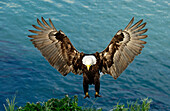 Ausgewachsener Weißkopfseeadler (Haliaeetus leucocephalus) im Flug und bei der Landung auf dem Nest in Dutch Harbor, Alaska, Aleuten-Inselkette, Beringmeer, Unalaska