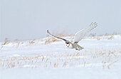 Snowy Owl (Nyctea scandiaca) adult female flying over snowy field near Oak Hammock Marsh, Winnipeg, Manitoba, Canada