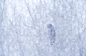 Steinkauz (Strix varia) im Schneesturm, nahe Winnipeg, Manitoba, Kanada