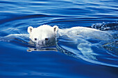 Eisbär (ursus maritimus) schwimmt in kristallklarem, blauem, subarktischem Wasser in der Wager Bay Nunavut nahe der Hudson Bay, Region Churchill, Manitoba, Nordkanada