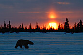 Polar Bear (ursus maritimus) sunset silhouette at Dymond Lake Lodge near Hudson Bay, Churchill, Manitoba, Northern Sub-arctic Canada