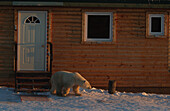 Young Polar Bear cub (ursus maritimus) visiting building at sunrise on tundra esker at Dymond Lake Lodge near Churchill, Manitoba, Northern Canada