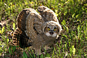 Young immature fledgling Great Horned Owl (Bubo virginianus) in wings flared threat display near Kleefeld Manitoba Canada
