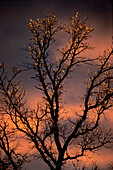 Ice from freezing rain on bur oak tree (Quercus macrocarpa) at sunset Kleefeld Manitoba Canada