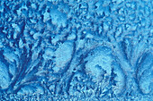 Window frost abstract forest trees in winter Kleefeld Manitoba Canada