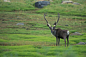 Karibu (Rangifer tarandus) auf der Sommertundra nahe der Seal River Lodge an der subarktischen Küste der Hudson Bay im Norden Kanadas.