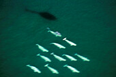 Beluga Whale ( Delphinapterus leucas ) formation with helicopter chopper shadow on water near Churchill Manitoba Hudson Bay Northern Sub-arctic Canada