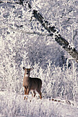 White-tailed Deer ( Odocoileus virginianus ) Whitetail in hoarfrost winter wooded landscape southern Manitoba Canada