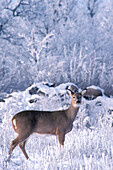 Weißwedelhirsch Ricke ( Odocoileus virginianus )