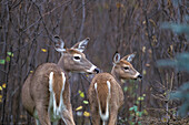 White-tailed Deer doe and yearling fawn ( Odocoileus virginianus ) Whitetail and fall leaves in wooded setting southern Manitoba Canada