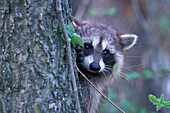 Common Raccoon ( Procyon lator ) clinging to tree peering sadly with suspicion at photographer Point Pelee Ontario Canada