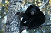 Amerikanischer Schwarzbär ( Ursus americanus ) fett für den Winter in Espe Schwarzpappel Eli Minnesota USA