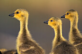 Canada Goose goslings yellow golden down at Fort Whyte Nature Centre Center Winnipeg Manitoba Canada