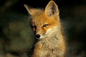 Young red fox kit ( Vulpes vulpes ) portrait near Churchill Manitoba Hudson Bay Northern Sub-arctic Canada