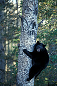 American Black Bear ( Ursus americanus ) fat for winter in aspen black poplar tree Eli Minnesota USA