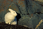 Adult Arctic Hare (Lepus arcticus) shelter hiding behind granite rock near Hudson Bay, Churchill area, Manitoba, Northern Canada