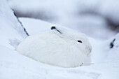 Ausgewachsener Schneehase (Lepus arcticus) versteckt sich im Schnee nahe der Hudson Bay, Churchill-Gebiet, Manitoba, Nordkanada