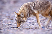 Coyote ( Canis latrans ) tracking sniffing hunting for prey food in Death Valley National Park California USA
