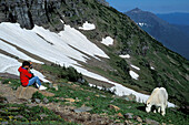 Bergziege ( Oreamnus americanus ) und Fotograf in den Rocky Mountains Glacier National Park Montana USA