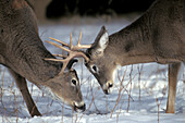 White-tailed Deer bucks ( Odocoileus virginianus ) Whitetail sparring fighting locking antlers in winter wooded landscape southern Manitoba Canada