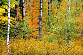 Herbstfarben auf Zitterpappel (Populus tremuloides) und Rotahorn (Acer rubrum) mit gelber und oranger Farbe in Lutsen bei Duluth Minnesota USA