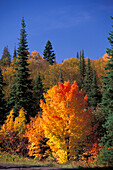 Flammend orange und rote Farbe auf Herbst Rotahorn (Acer rubrum) mit Schwarzfichte ( picea mariana ) in der Nähe von Duluth Minnesota USA
