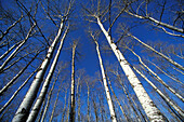 Towering bare trembling quaking aspen trees (Populus tremuloides) in Fall against blue sky