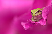 Ein grüner Laubfrosch versteckt sich in einer Blume.