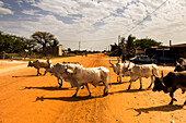 Kühe kreuzen den Weg in Palmarin