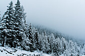 Snowed alpine landscape
