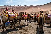 Bactrian camels for tourist ride in Gaochang Mountains